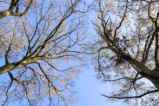 Syl La Vie verlies- en rouwconsulent voor kinderen, jongeren en volwassenen